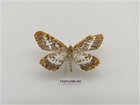 藏品(尺蛾101)的圖片